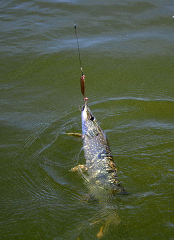 Water temperatures play a key role in the Connecticut River backwaters during springtime.