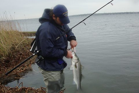 When the ocean-run stripers arrive this season, do what they do: dodge the crowds on the jetties and head for the back bays and estuaries.