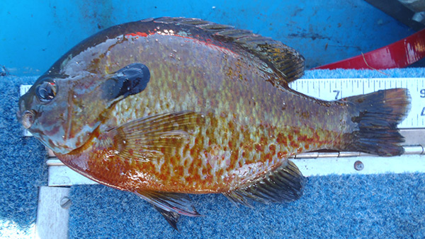 Sunfish often hybridize in lakes where multiple species occur