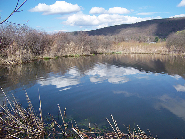 Spring panfish habitat can usually be found in shallow coves in lakes and ponds, and in backwaters or setbacks in larger rivers.