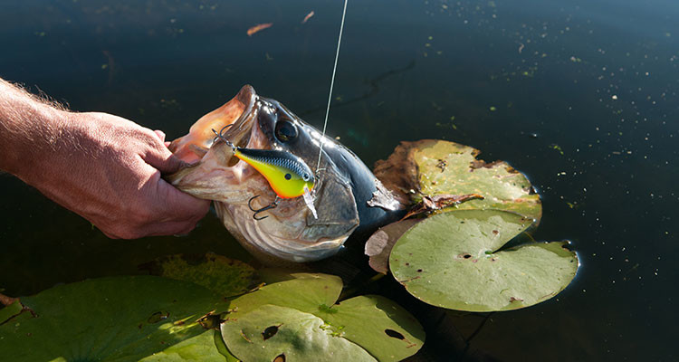 River Backwater Areas for Largemouth