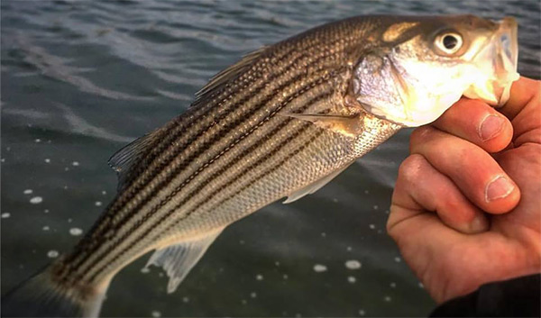 Early-season bass fishing involves persistence, focus and sometimes special presentations for moving water.