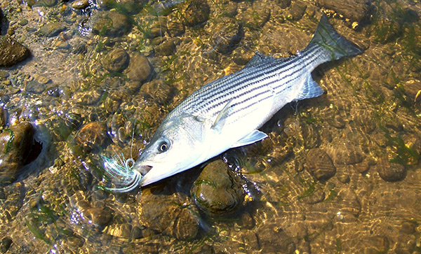 This spring river striper fell for a longer pattern that imitates herring and bunker.