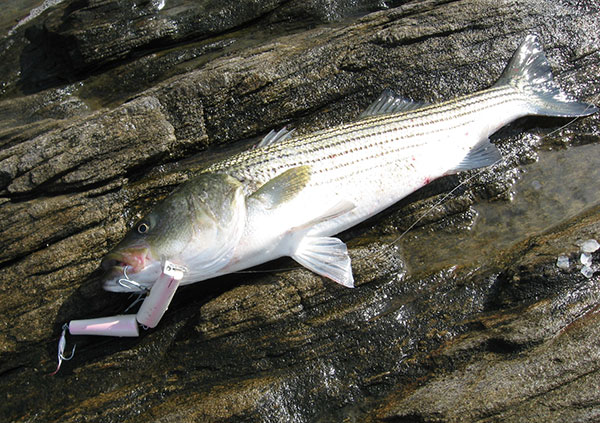 Beachmaster jointed eelies fished on the surface will elicit vicious strikes from daytime stripers.