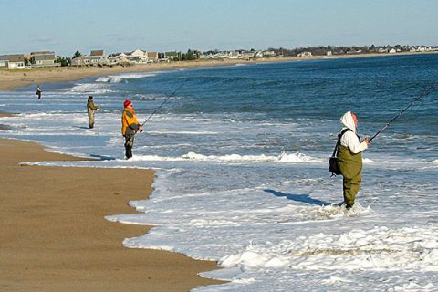 Stripers under the sun