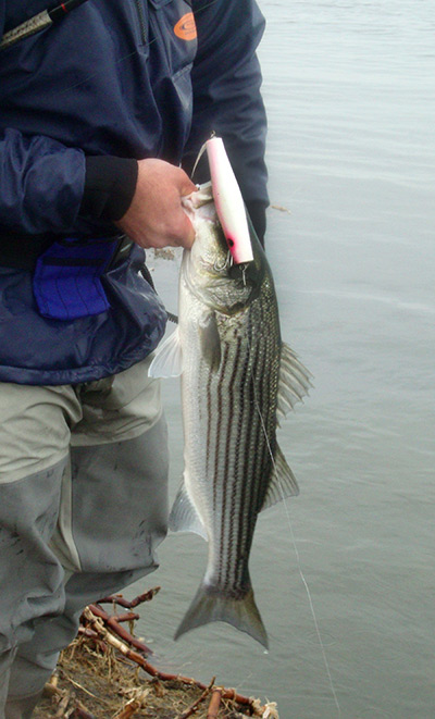  This bass could not resist attacking a metal-lip plug, even though it was nearly 1/3 its size! Don&rsquo;t be afraid to toss larger plugs, as you may be presently surprised with the results.