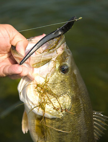 Jerk shads can be rigged and fished weedless, which makes them well-suited for areas with a lot of vegetation.