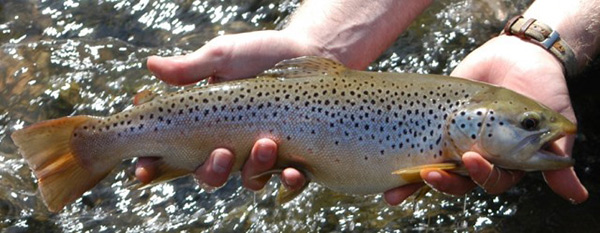 Trout fishing has been good in the Little Schuylkill River for the last few weeks.