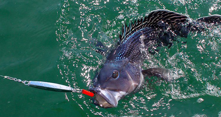 Springtime black sea bass fishing is fast and fun in Buzzards Bay and around Cape Cod.