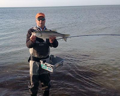 Broad sand flats off the beaches of Harwich draw schools of bass in May. This striper fell for an olive Clouser Minnow.