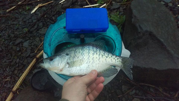 Don Kelly caught some good size Crappie recently on a trip to Hammond Lake.