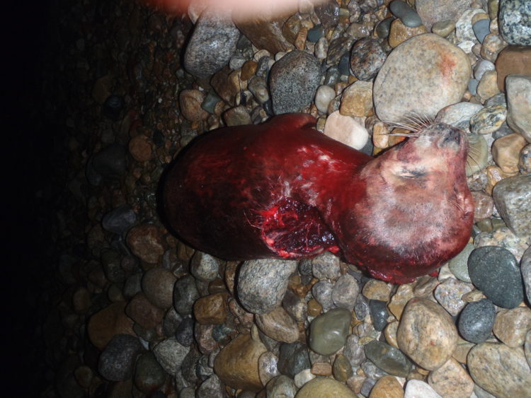 Photo: Frank Goncalves