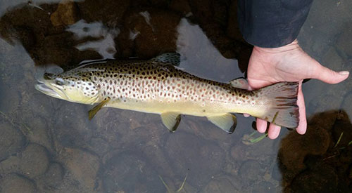 Mark Sausser caught a 20&rdquo; Brown Trout on a recent trip to Penns Creek.  This trout was not rising, but was coaxed to the surface using a March Brown dry fly!