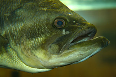 Rhode Island state record largemouth bass