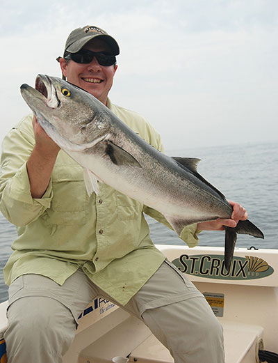 Spring bluefish are nicknamed "racers" for their long, skinny bodies.