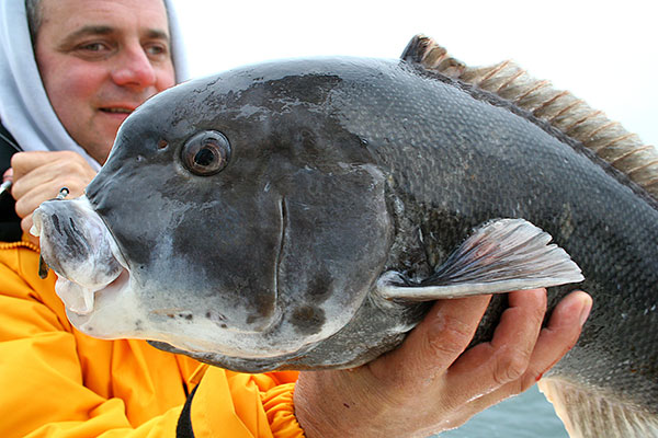 Tautog have relatively small mouths and rubber-like lips. In order to consistently hook them, you’ll need sharp hooks, heavy line, a stout rod and cat-like reflexes when setting the hook.