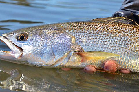 Weakfish Mystique