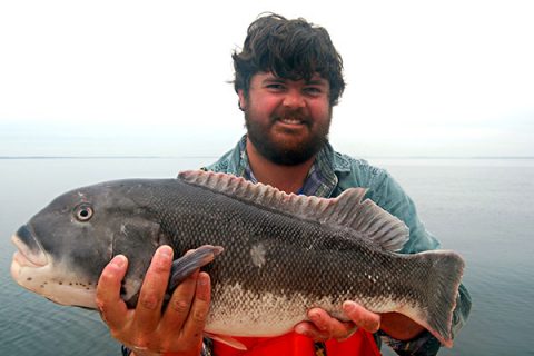 Captain Nat Chalkley relies on his electronics to target wrecks and rockpiles that are home to big white-chinned tatutog in the spring.