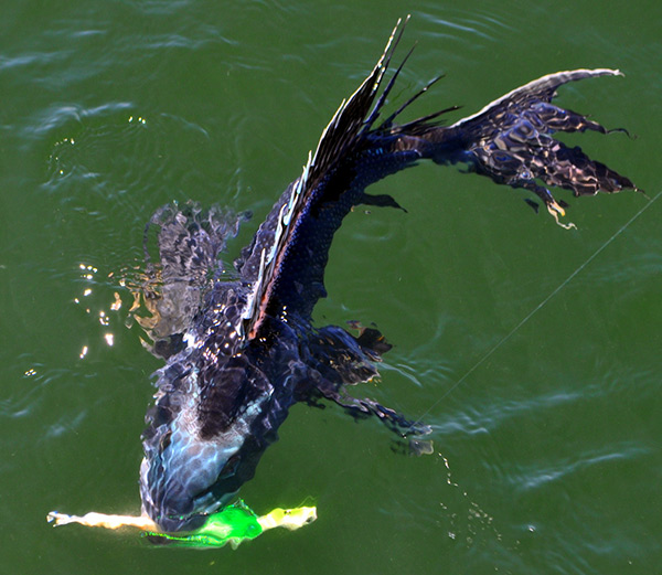 A bucktail jig and Gulp trailer is a top bait for spring sea bass.