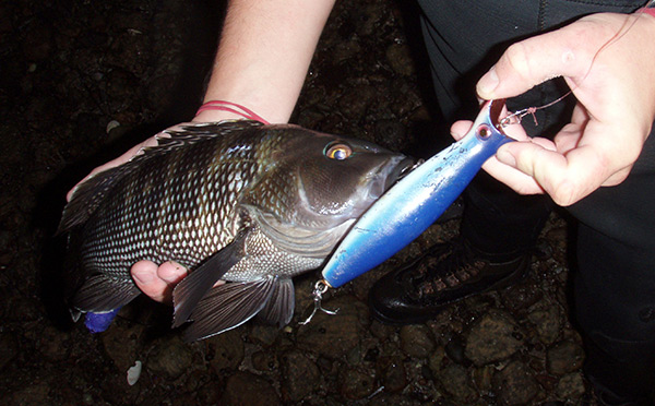 How aggressive are sea bass? This one struck a bottle plug intended for a striper in the surf. 