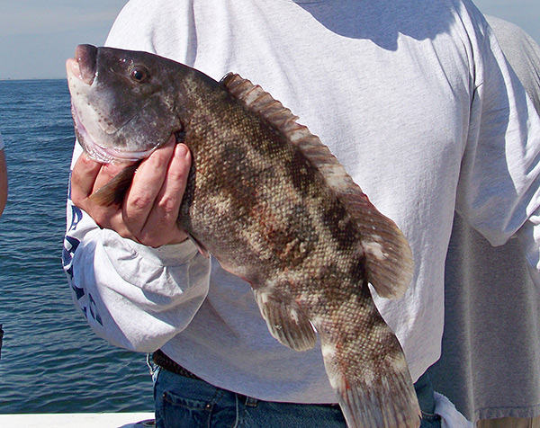 A quick stop at the Sea Girt Reef yielded this keeper blackfish.