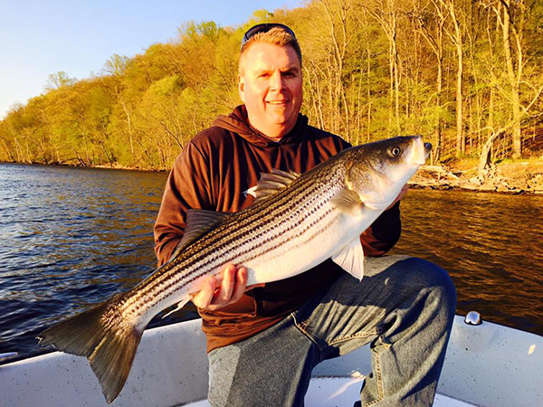 Chris Evans with a fresh Connecticut River striper from this week.
