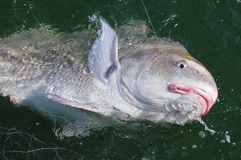 The black drum uses the barbels under its chin to locate food along the mud bottom of the Delaware Bay.