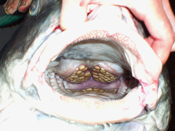 A set of pharyngeal teeth allows the drum to crush bivalves and crustaceans.