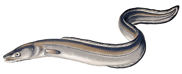 eel