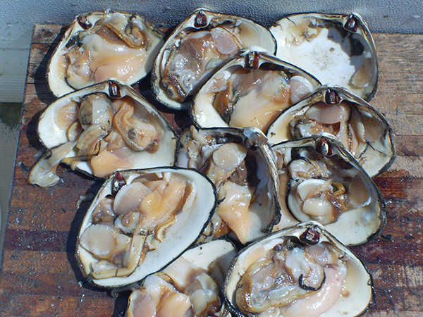 Fresh clams are essential to drawing strikes from black drum.