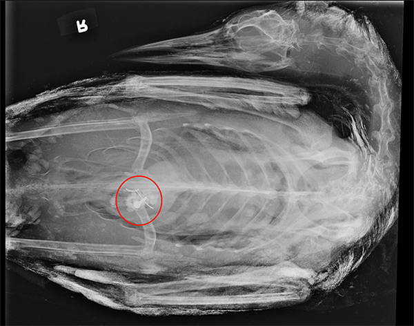 A radiograph reveals a lead tackle object in the gizzard of the deceased loon. Photo courtesy of Meadow Pond Animal Hospital. 