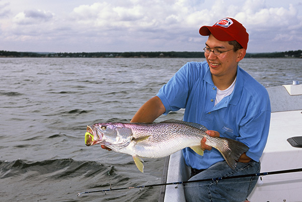 This weakfish was caught off the Connecticut Coast on a chartruesse soft-plastic jig. Weakfish seem to show a preference for certain colors, with yellow and pink being favorites.