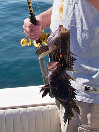 sea bass double header