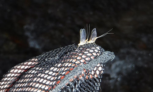 Sulphurs are starting to hatch on Fishing Creek!