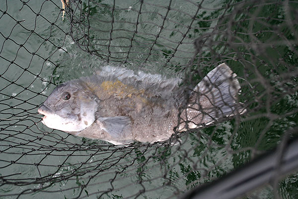 Tautog are one of the hardest-fighting bottom fish you’ll find, and early May is a great time to catch the big ones.