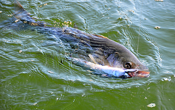 Tuf-Line striped bass