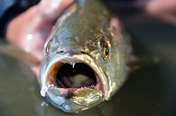 Cape May weakfish use their fangs to feed on grass shrimp, worms and small baitfish.