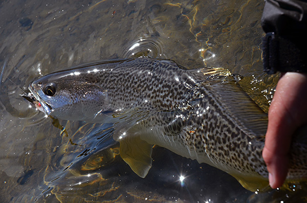 Rhode Island Weakfish release