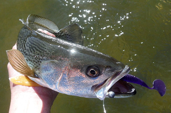 When water temperatures near 60 degrees, weakfish can be caught on artificial lures.