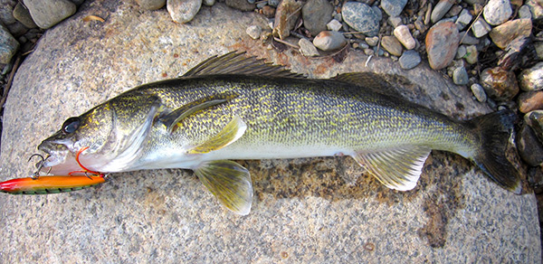 A Rapala X-Rap fooled this Ashuelot River walleye. The lower river can produce some great walleye fishing.