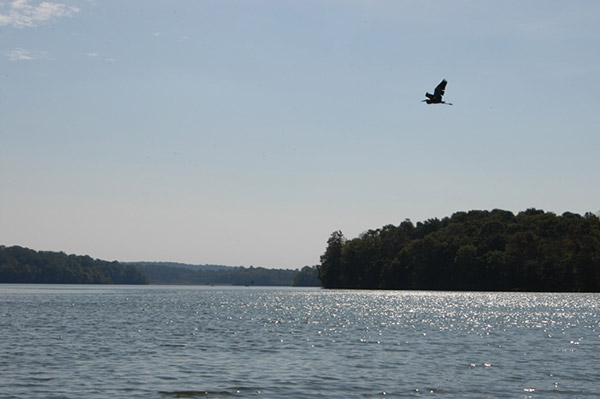 Heron flying over Marsh Creek Lake.