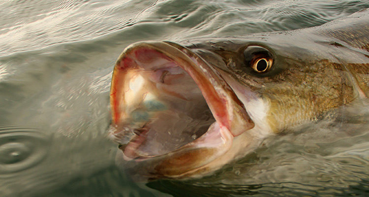 A Nose For Striped Bass