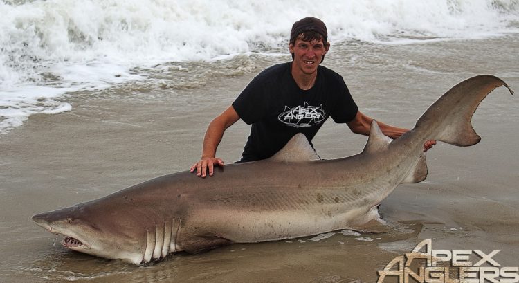 Land-based sharking guide AJ Rotondella is finding big sand tiger sharks off the beaches.