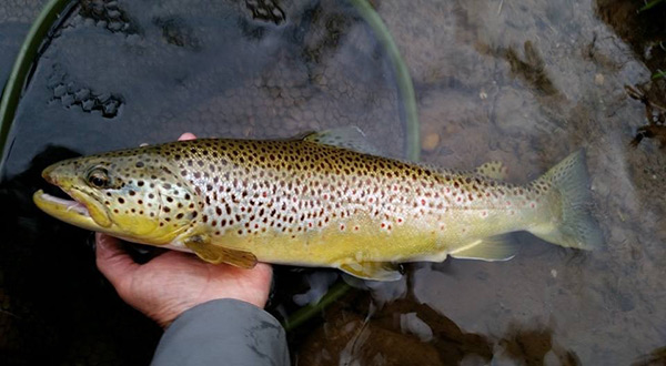 brown trout
