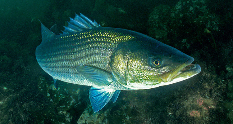 Big striped bass often appear curious, and will approach divers who enter their realm.