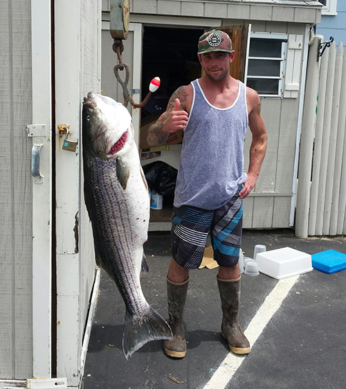  Hull B&T weighed in this 35 pounder taken by Tom Daley on mackerel