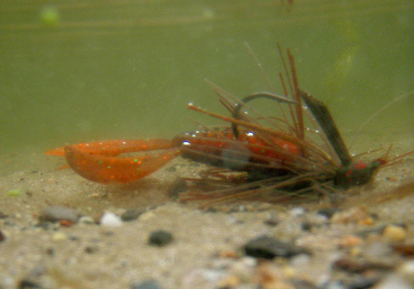 Paired with trailers, jigs can imitate crayfish, bluegills or other baitfish.