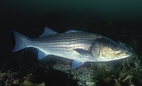 A lobster&rsquo;s size doesn&rsquo;t seem to intimidate a striper either&mdash;an adult striper can swallow a one-pound lobster whole.