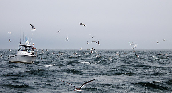 A sand-eel-fueled blitz complete with birds unfolds—as such events often do—on an overcast morning when fish stay topside well past dawn, and sometimes all day long.
