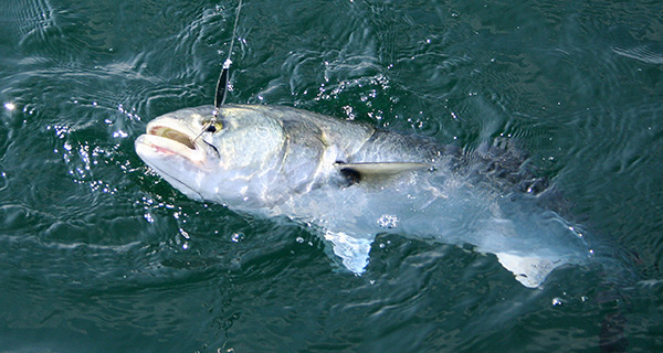 Bluefish also like eating diamond jigs.